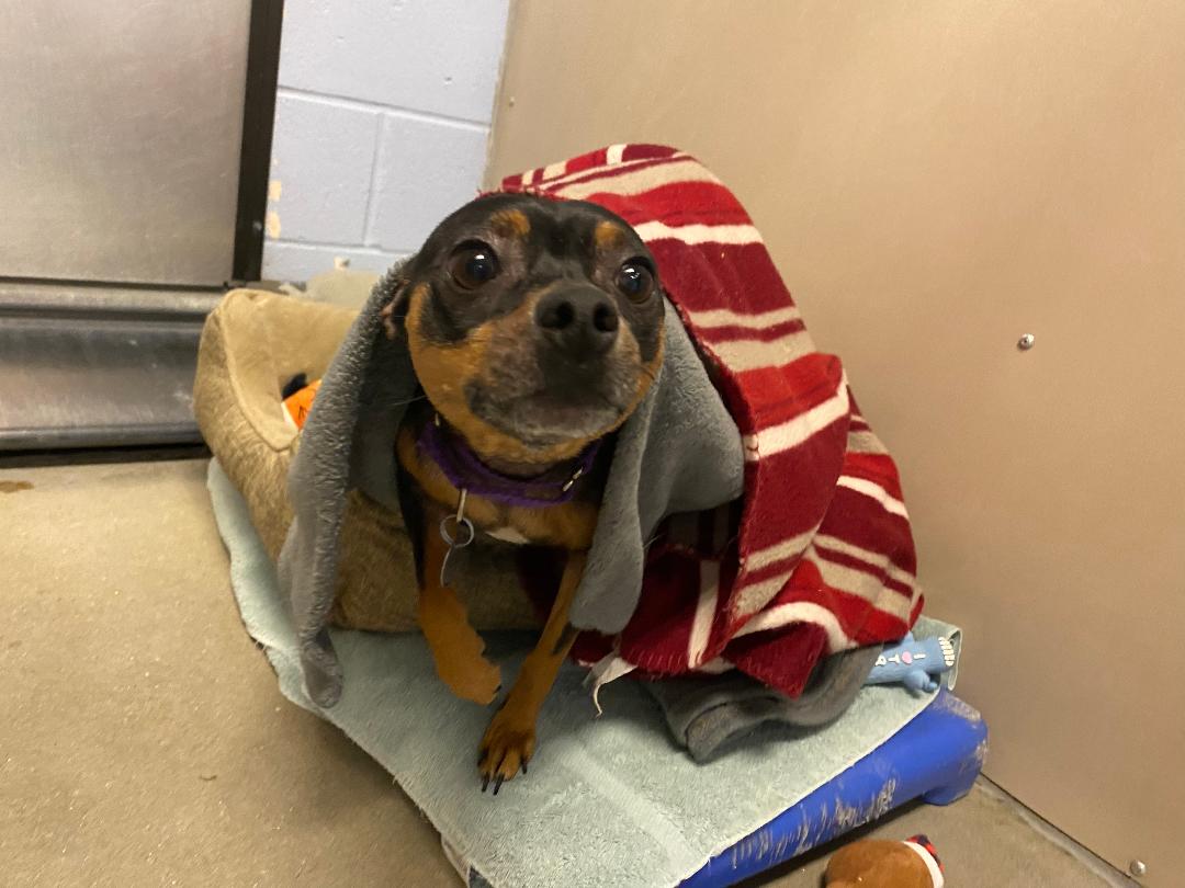 Gideon, a Adoptable mixed breed in New Milford, CT image 3/12