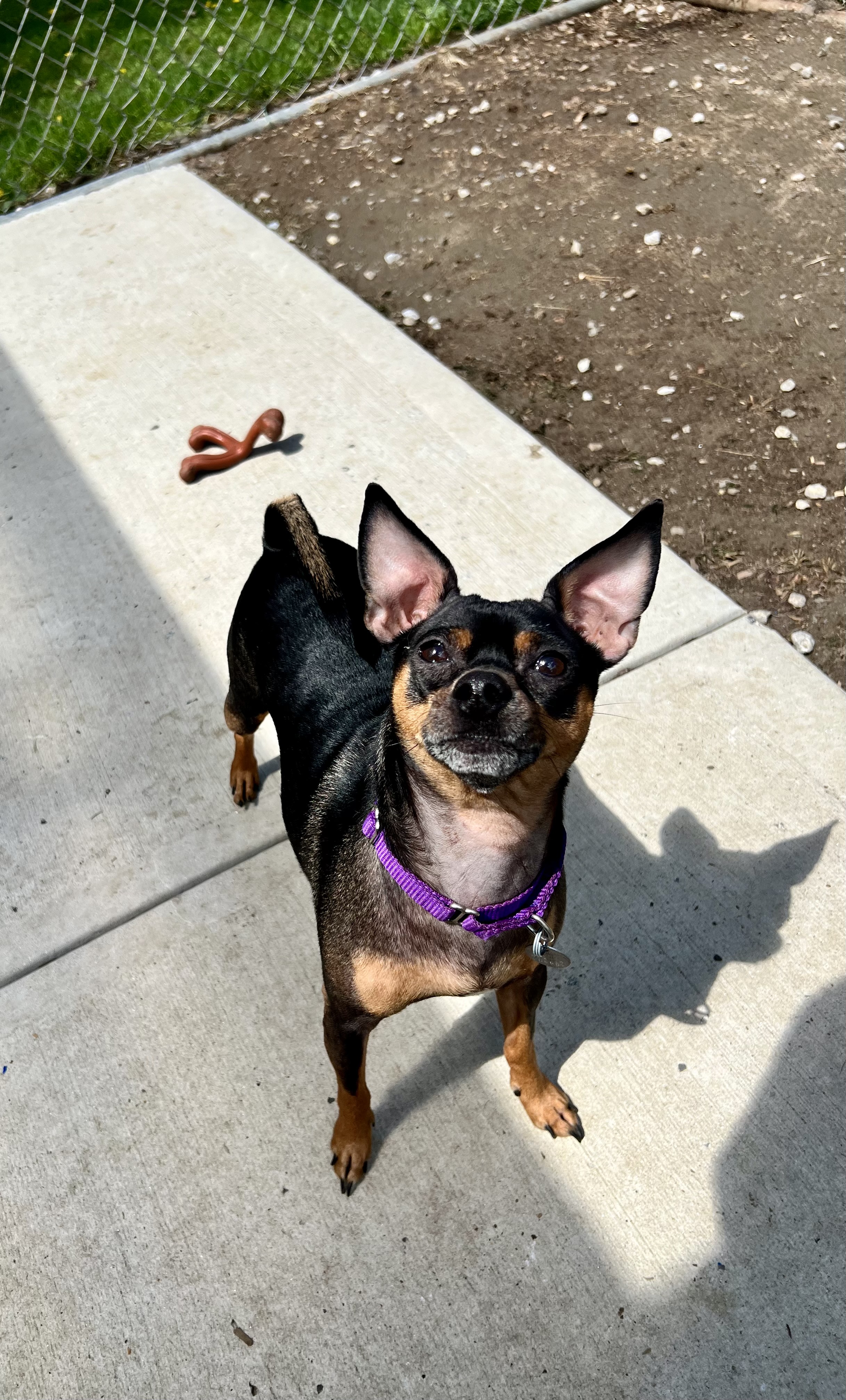 Gideon, a Adoptable mixed breed in New Milford, CT image 4/12