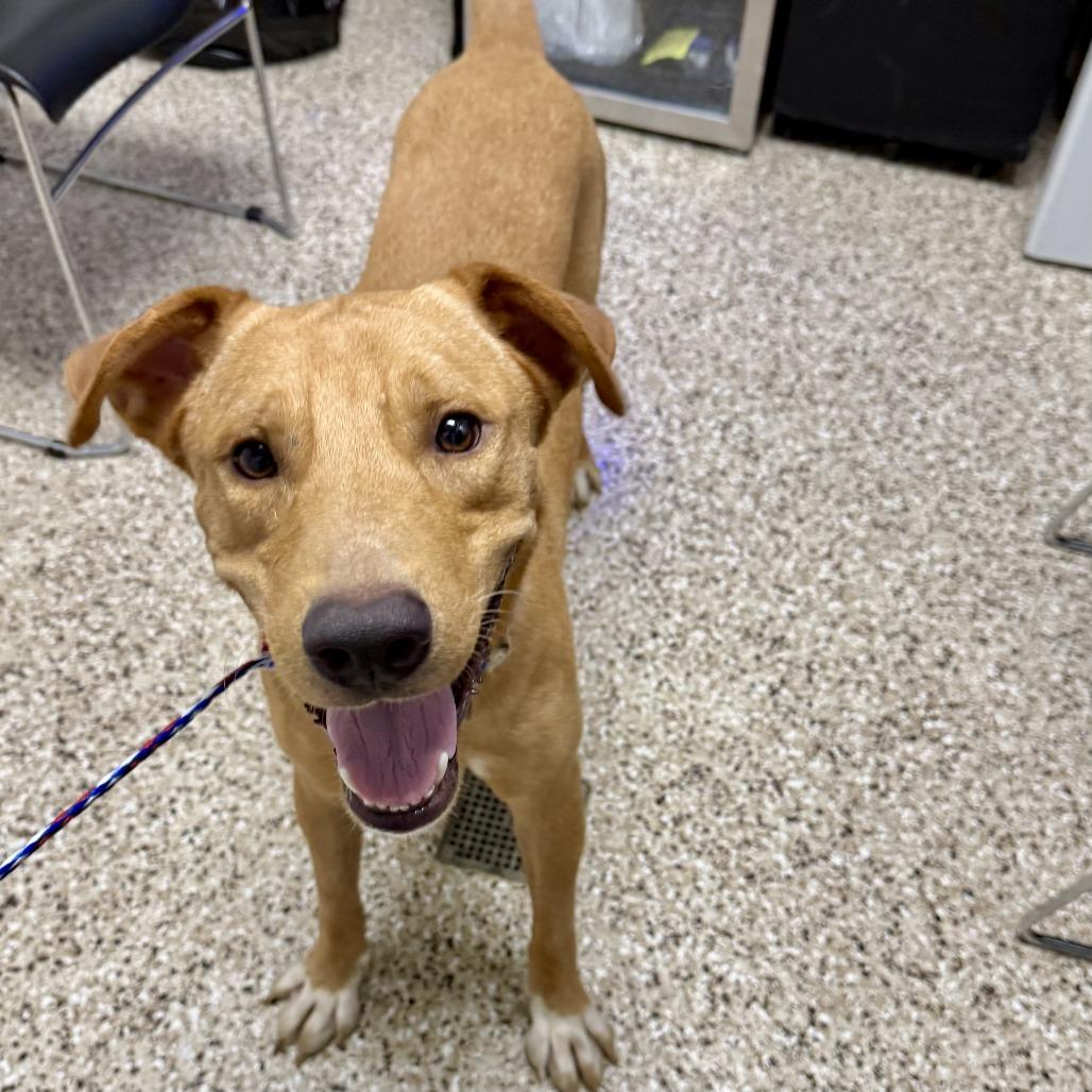 Enlarge Linguine, a Adoptable mixed breed in Bullhead City, AZ image 1/1