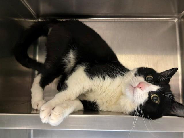 Enlarge SONIC THE HEDGEHOG, a Adoptable Domestic Short Hair in Antioch, CA image 1/1