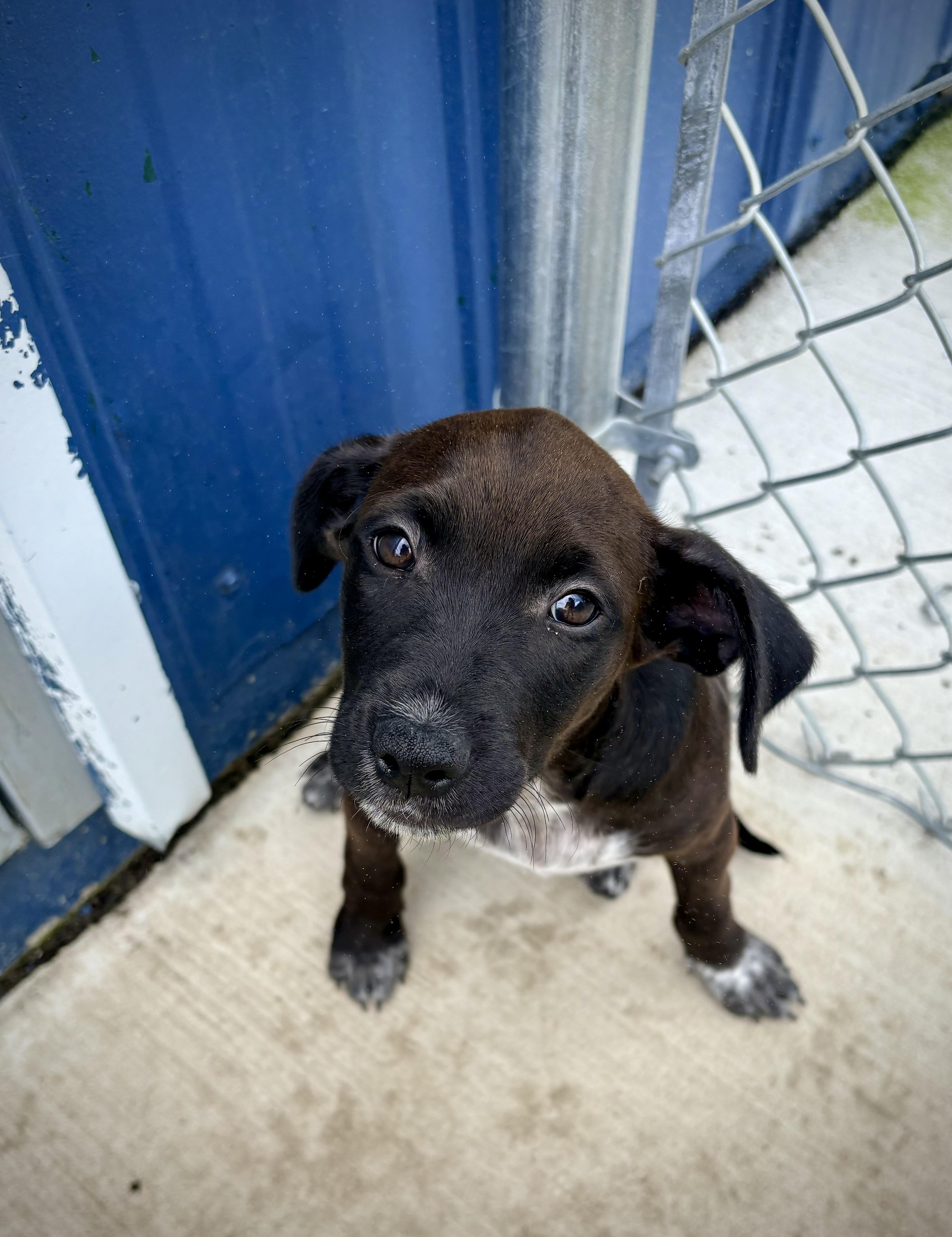 Inaya - In Foster, an adoptable mixed breed in Kalamazoo, MI image 3/4