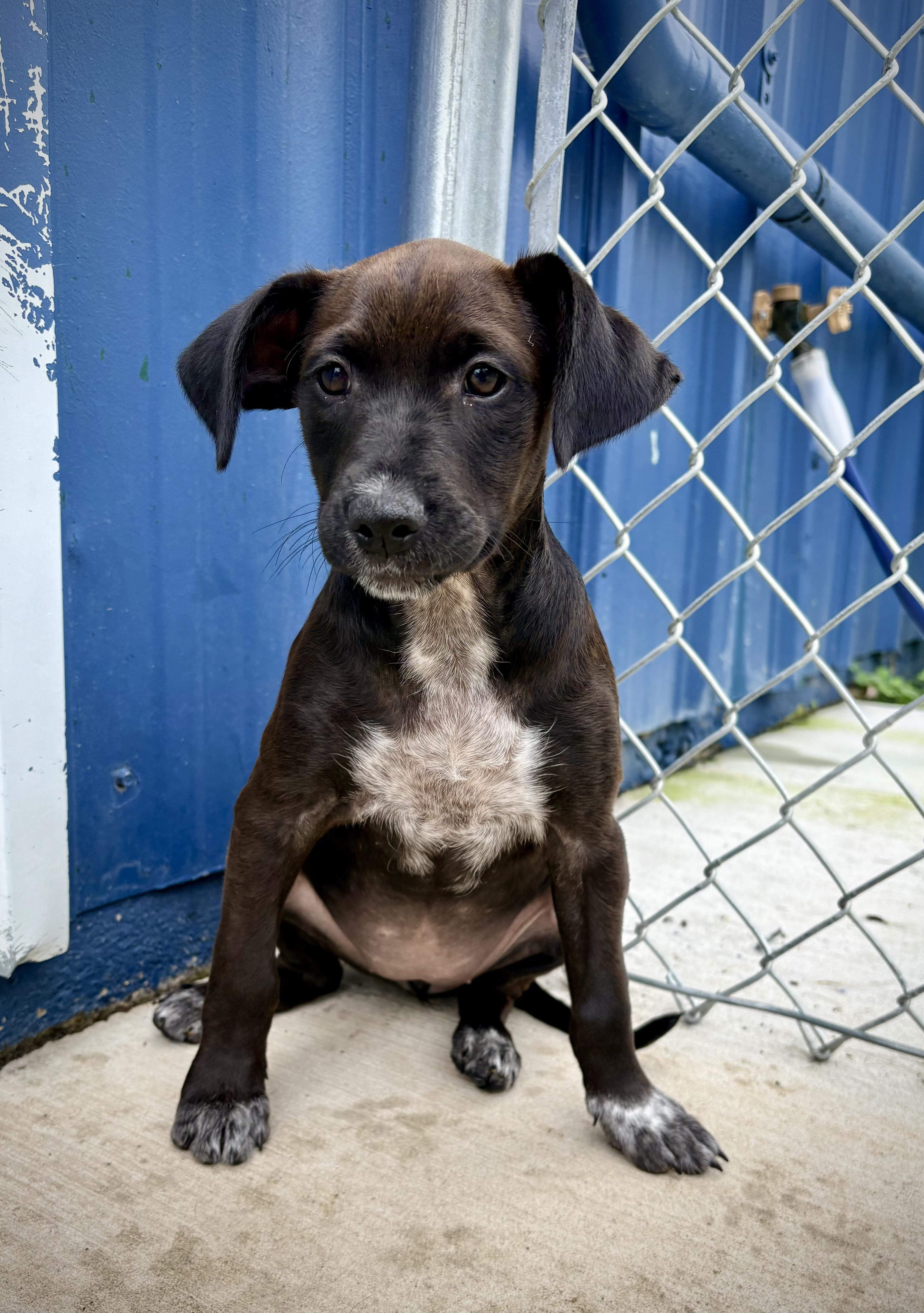 Inaya - In Foster, an adoptable mixed breed in Kalamazoo, MI image 4/4