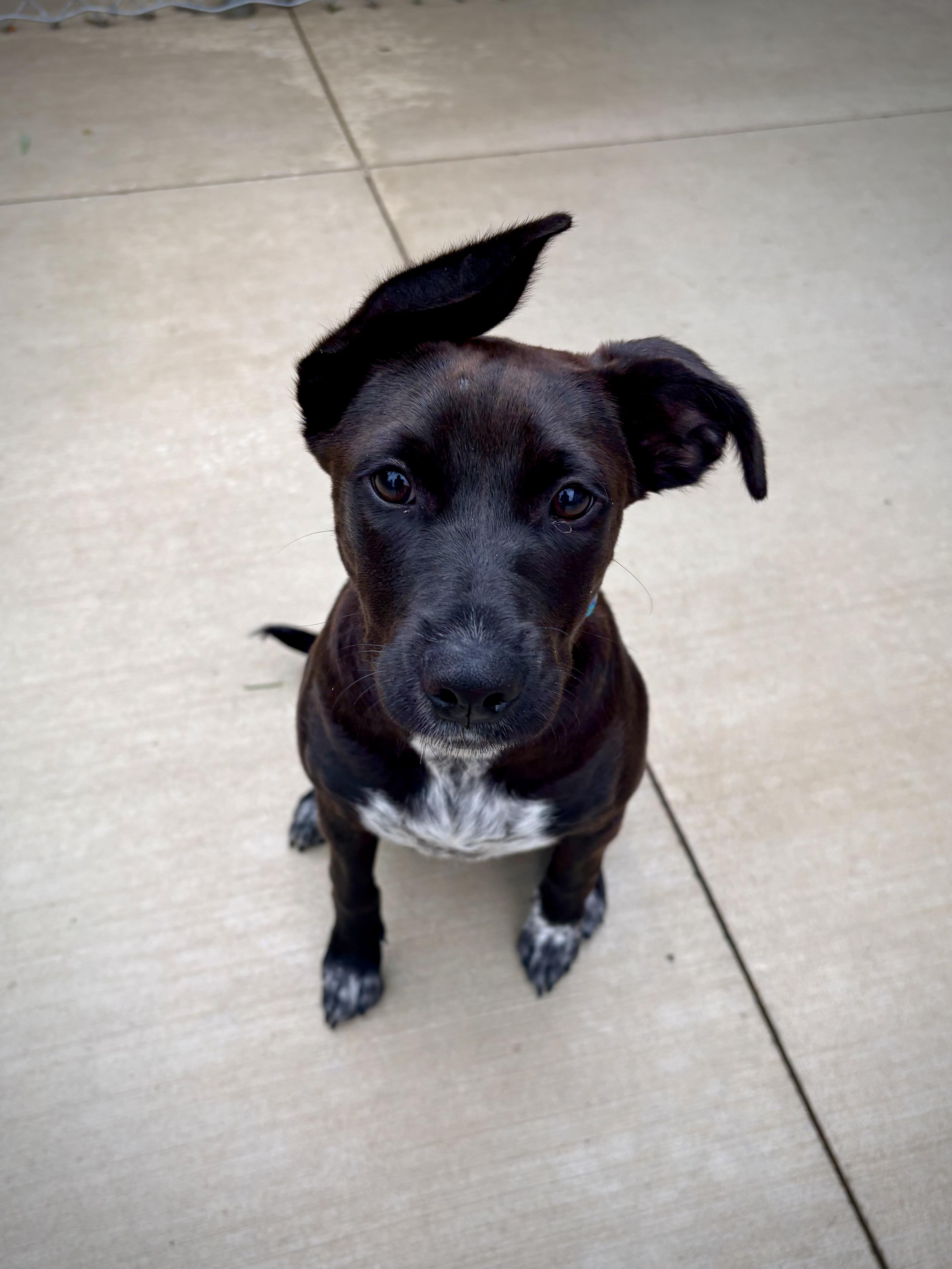 Enlarge Inaya, a Adoptable mixed breed in Kalamazoo, MI image 1/6