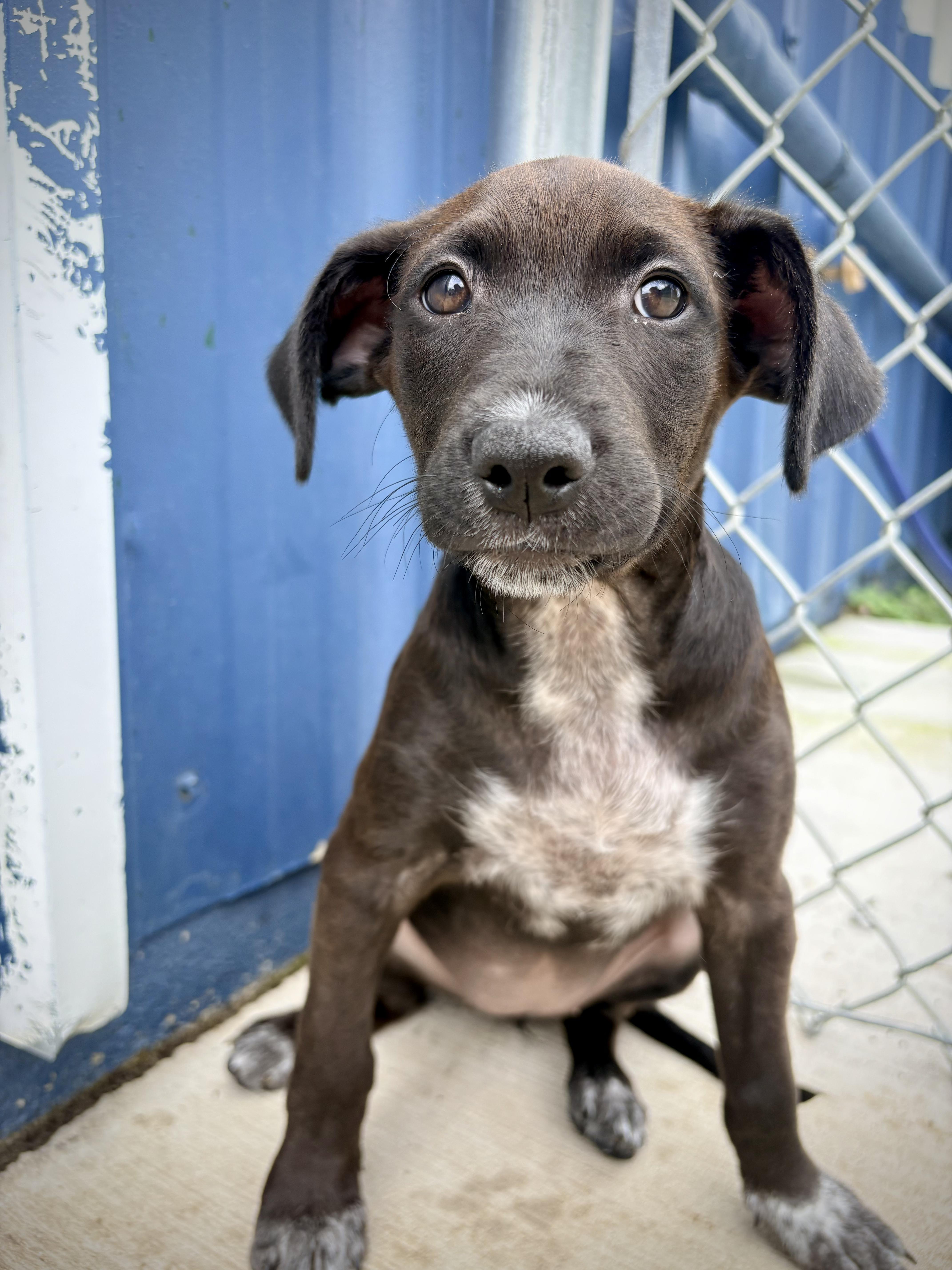 Inaya - In Foster, adoptable, Puppy Female Hound.