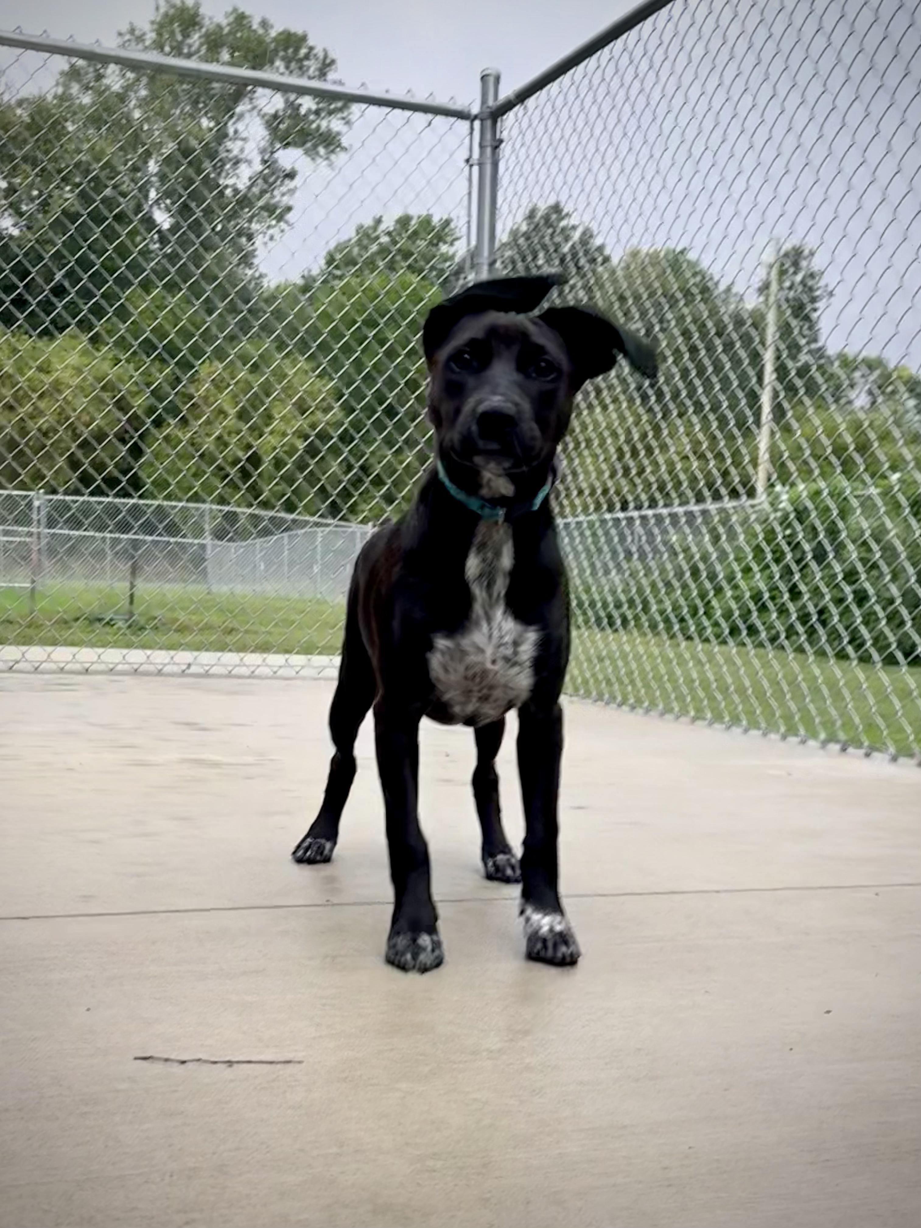 Enlarge Inaya, a Adoptable mixed breed in Kalamazoo, MI image 2/6