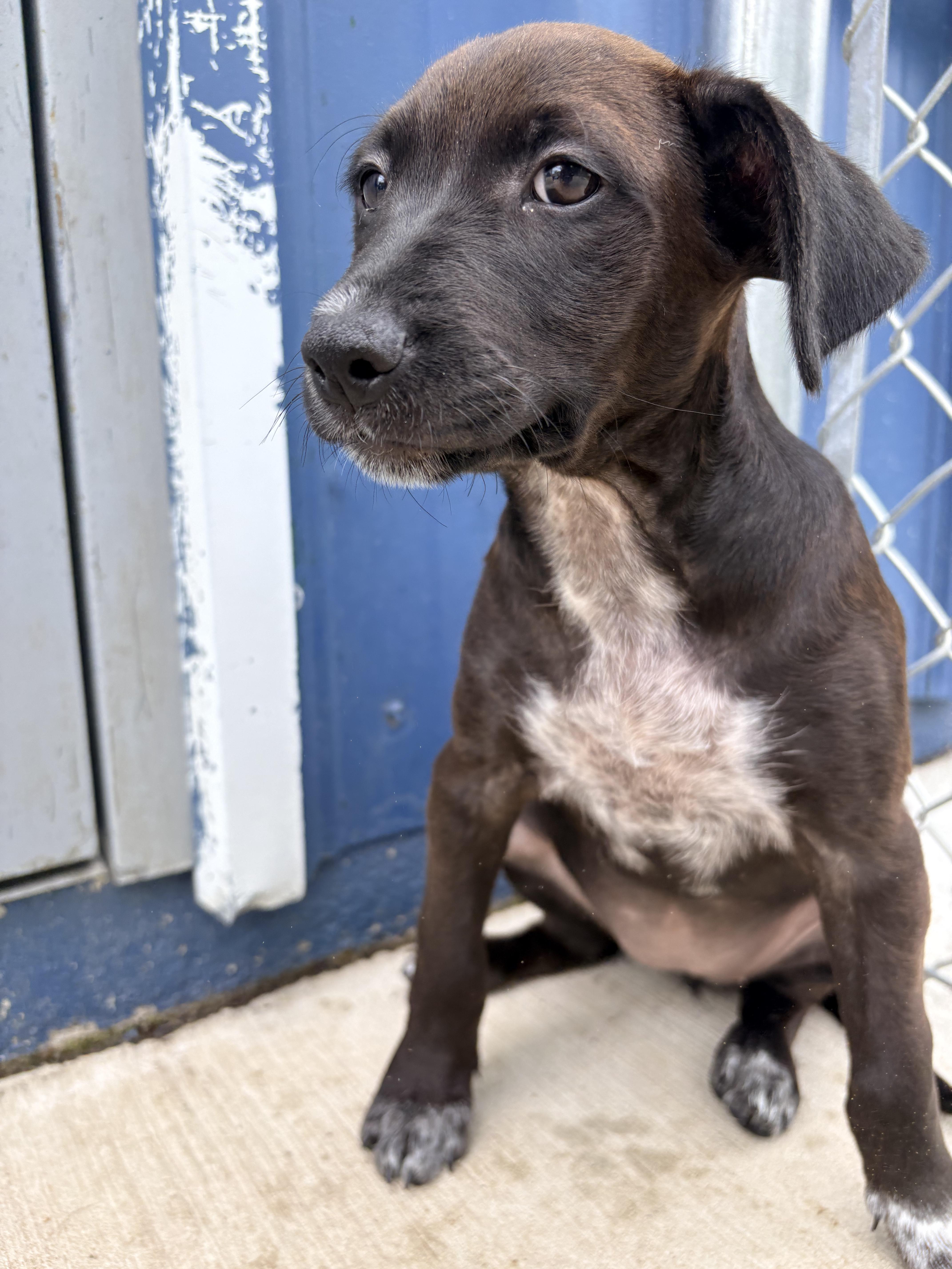 Inaya - In Foster, an adoptable mixed breed in Kalamazoo, MI image 2/4
