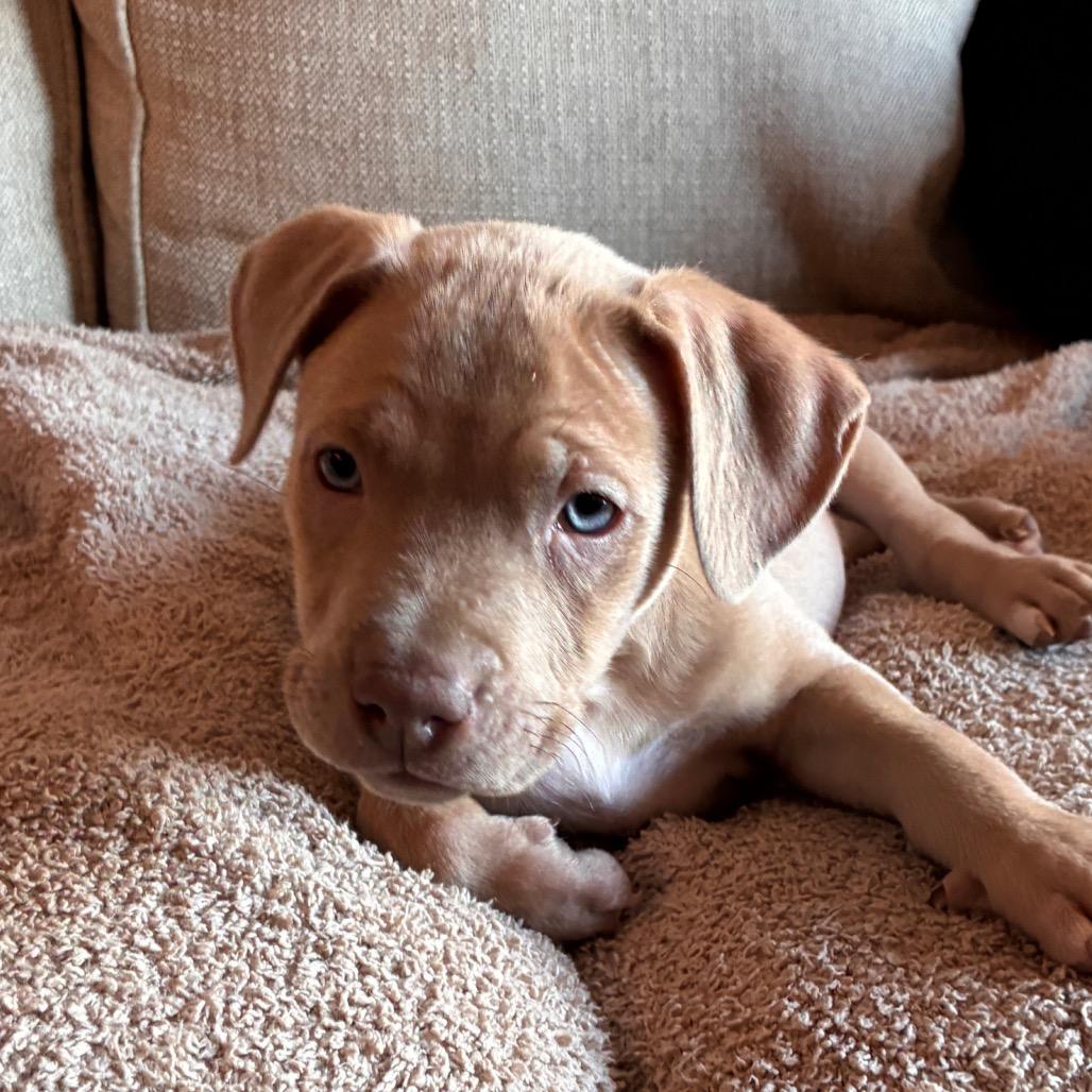 MARGO, Adoptable, Puppy Female American Bulldog & Boxer.