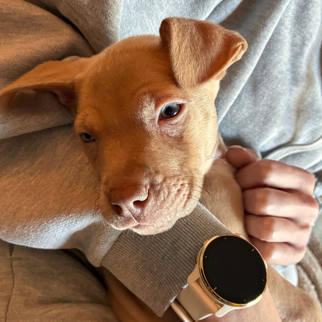 Enlarge MARGO, a Adoptable mixed breed in Columbus , OH image 2/5