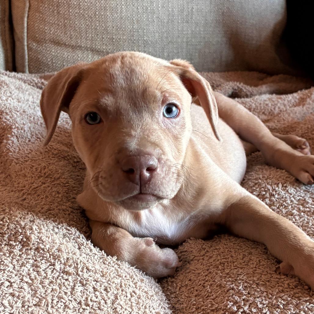 Enlarge MARGO, a Adoptable mixed breed in Columbus , OH image 3/5