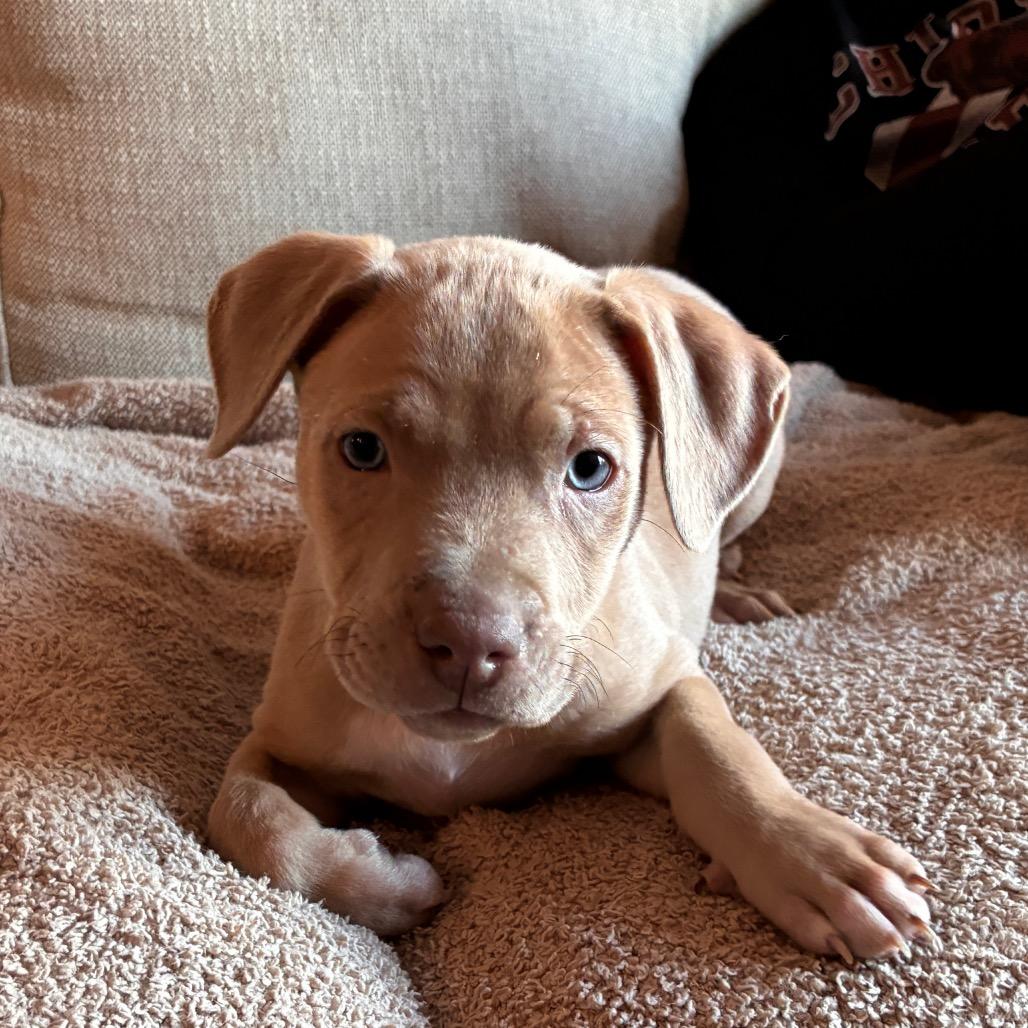 Enlarge MARGO, a Adoptable mixed breed in Columbus , OH image 4/5