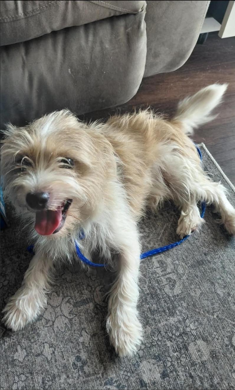 Enlarge Skipper, a Adoptable mixed breed in Batavia, NY image 4/6