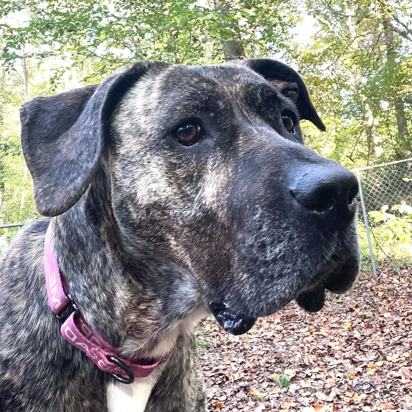 Enlarge Cinnamon, a Adoptable Presa Canario in Sunderland, MD image 3/6