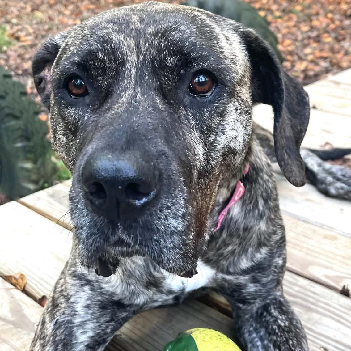 Enlarge Cinnamon, a Adoptable Presa Canario in Sunderland, MD image 5/6