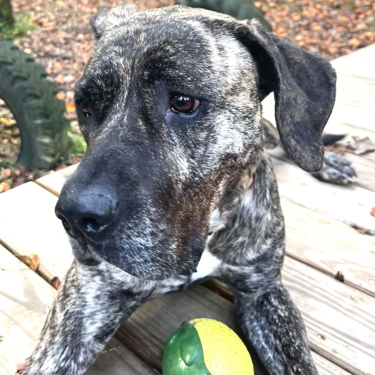 Enlarge Cinnamon, a Adoptable Presa Canario in Sunderland, MD image 4/6