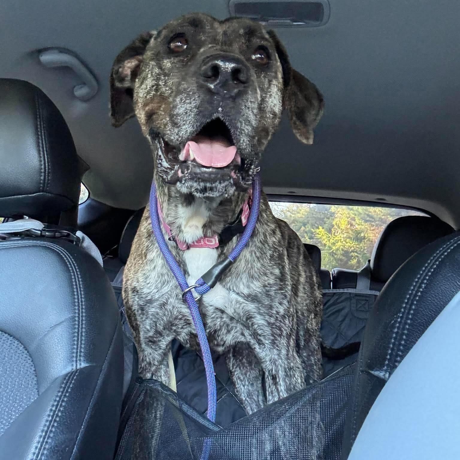 Cinnamon, Adoptable, Adult Female Presa Canario.