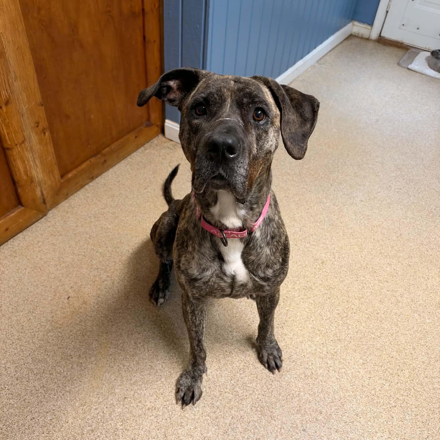 Enlarge Cinnamon, a Adoptable Presa Canario in Sunderland, MD image 2/6