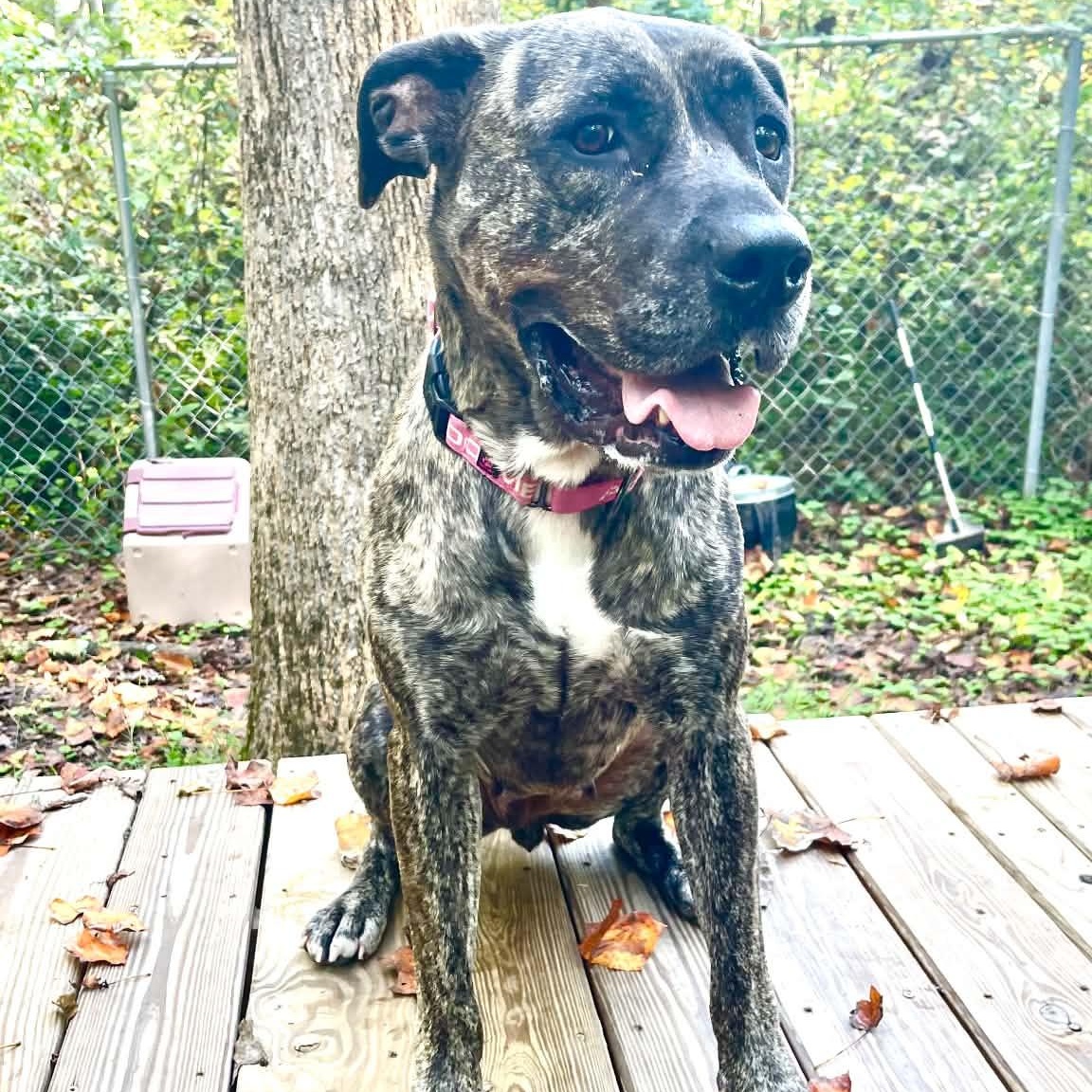 Enlarge Cinnamon, a Adoptable Presa Canario in Sunderland, MD image 6/6