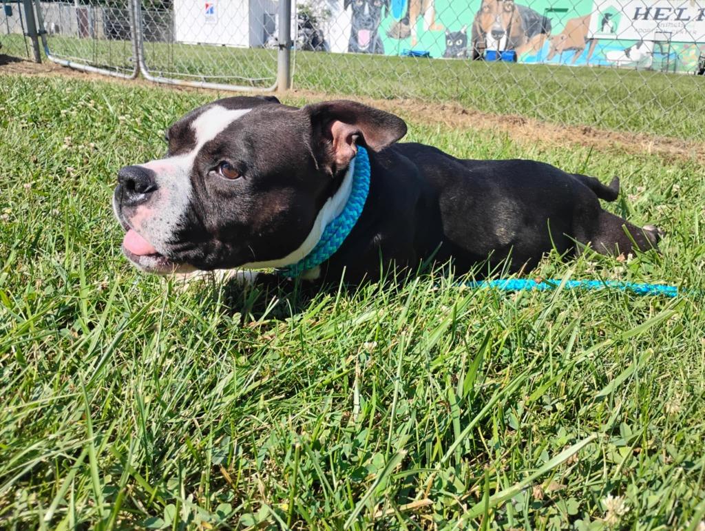 Czarinasponsored thumbnail 3