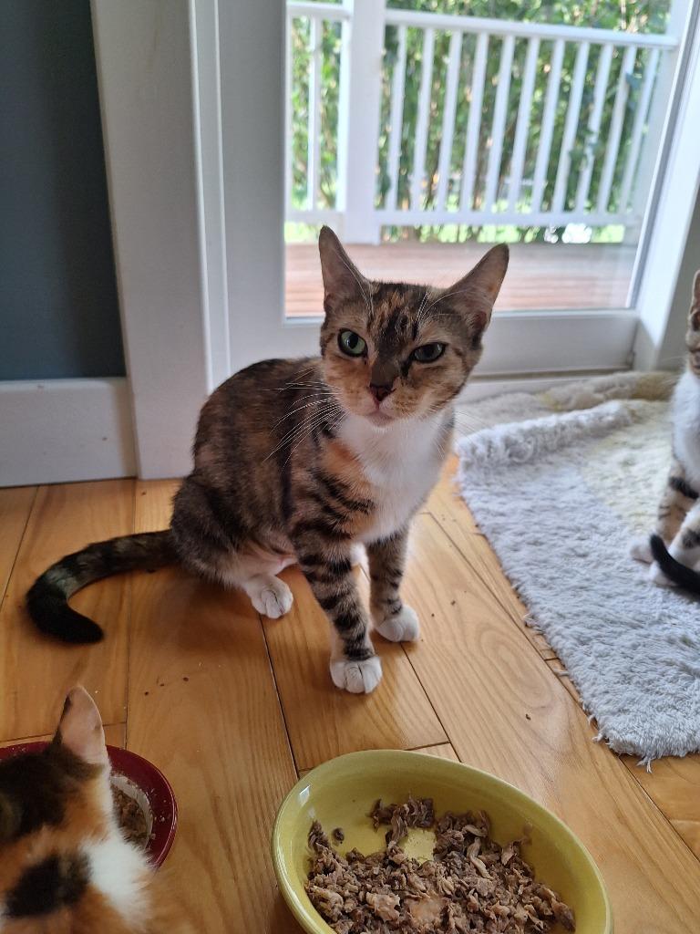 Amaretto, Adoptable, Young Female Domestic Short Hair.