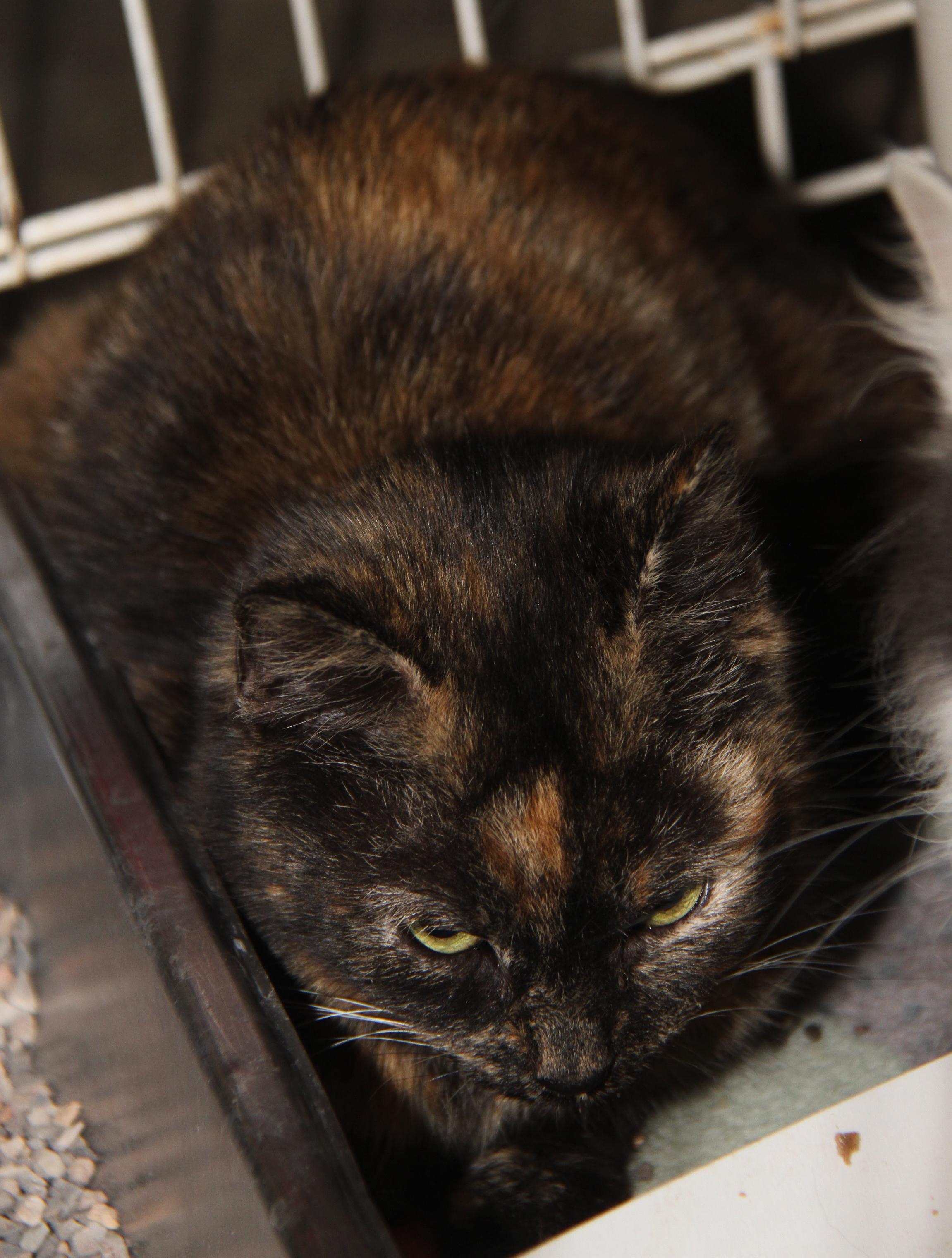 Blush (spayed) thumbnail 6