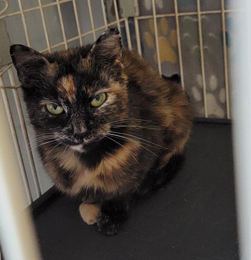 Blush (spayed) thumbnail 2