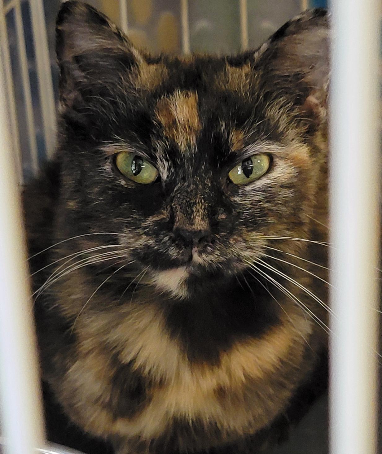 Blush (spayed) thumbnail 4