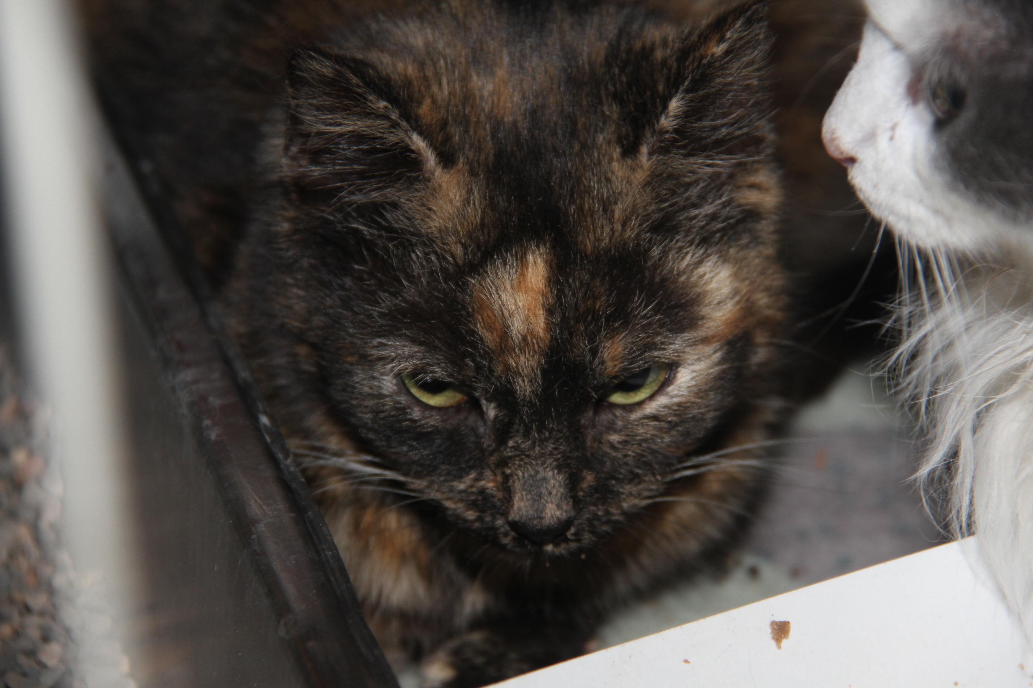 Blush (spayed) thumbnail 5