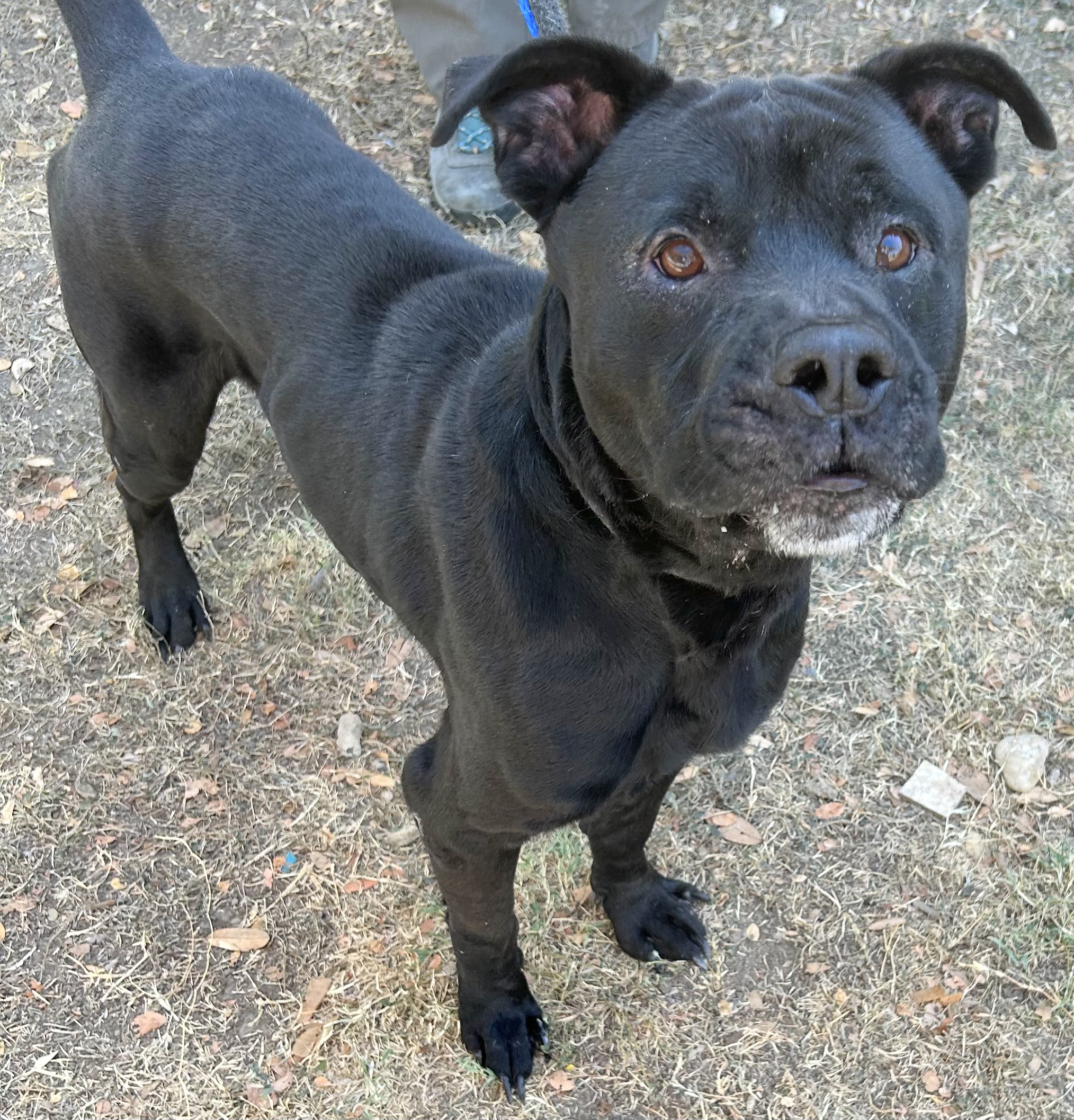 Enlarge Carl, a Adoptable Mixed Breed in Georgetown, TX image 3/6
