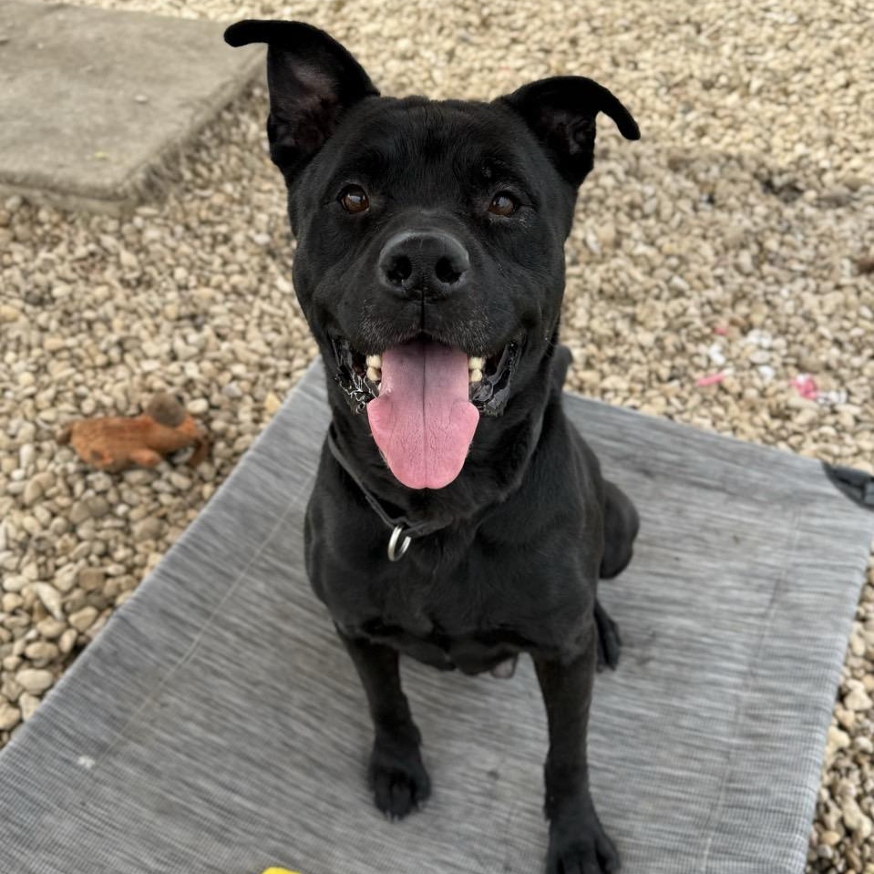 Enlarge Carl, a Adoptable Mixed Breed in Georgetown, TX image 5/6