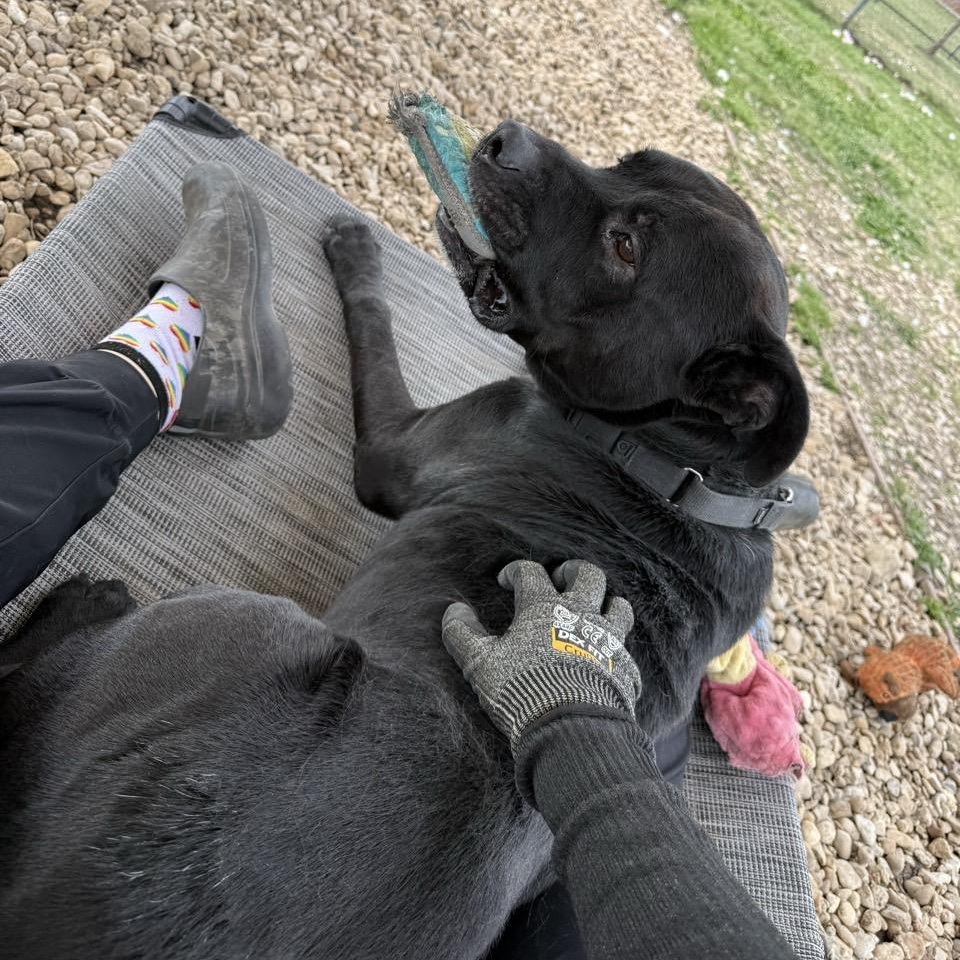 Enlarge Carl, a Adoptable Mixed Breed in Georgetown, TX image 4/6