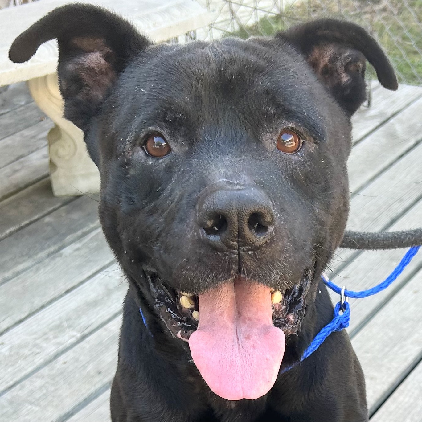 Carl, Adoptable, Adult Male Mixed Breed.