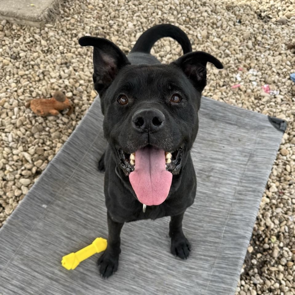 Enlarge Carl, a Adoptable Mixed Breed in Georgetown, TX image 6/6
