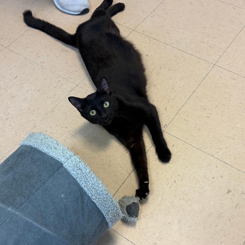Bubbles, Adoptable, Young Female Domestic Short Hair.