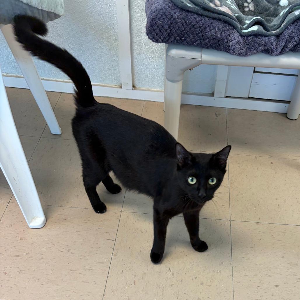 Enlarge Bubbles, a Adoptable Domestic Short Hair in Greensboro, GA image 2/6