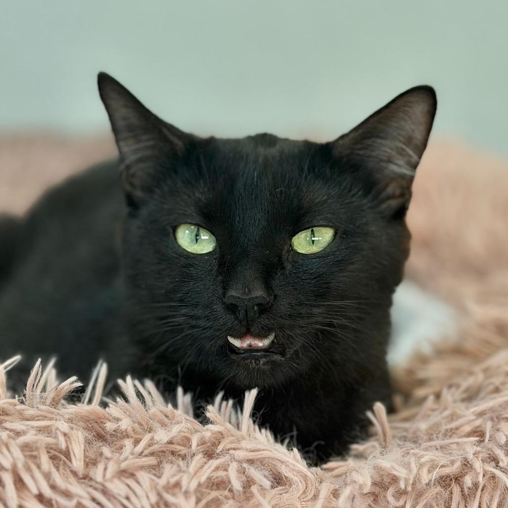 Enlarge Bubbles, a Adoptable Domestic Short Hair in Greensboro, GA image 3/6