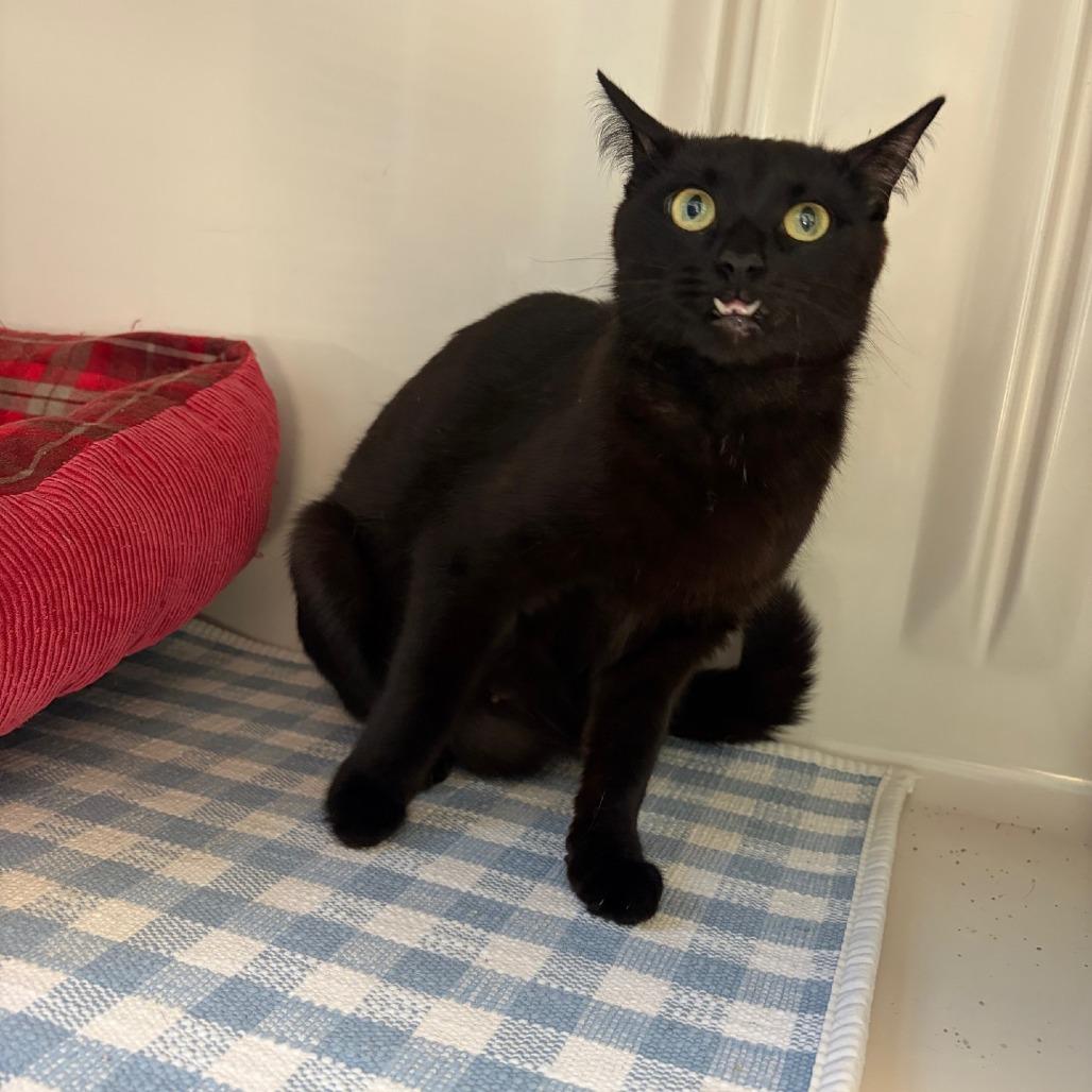 Enlarge Bubbles, a Adoptable Domestic Short Hair in Greensboro, GA image 4/6
