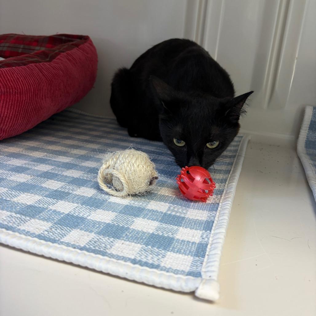 Enlarge Bubbles, a Adoptable Domestic Short Hair in Greensboro, GA image 5/6