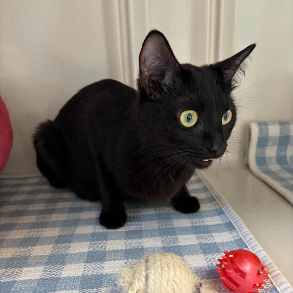 Enlarge Bubbles, a Adoptable Domestic Short Hair in Greensboro, GA image 6/6