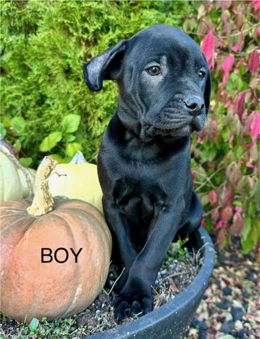 Enlarge Rocky, a Adoptable mixed breed in Chesterfield, MI image 2/2