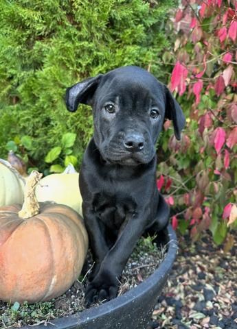 Rocky, Adoptable, Puppy Male Boston Terrier.