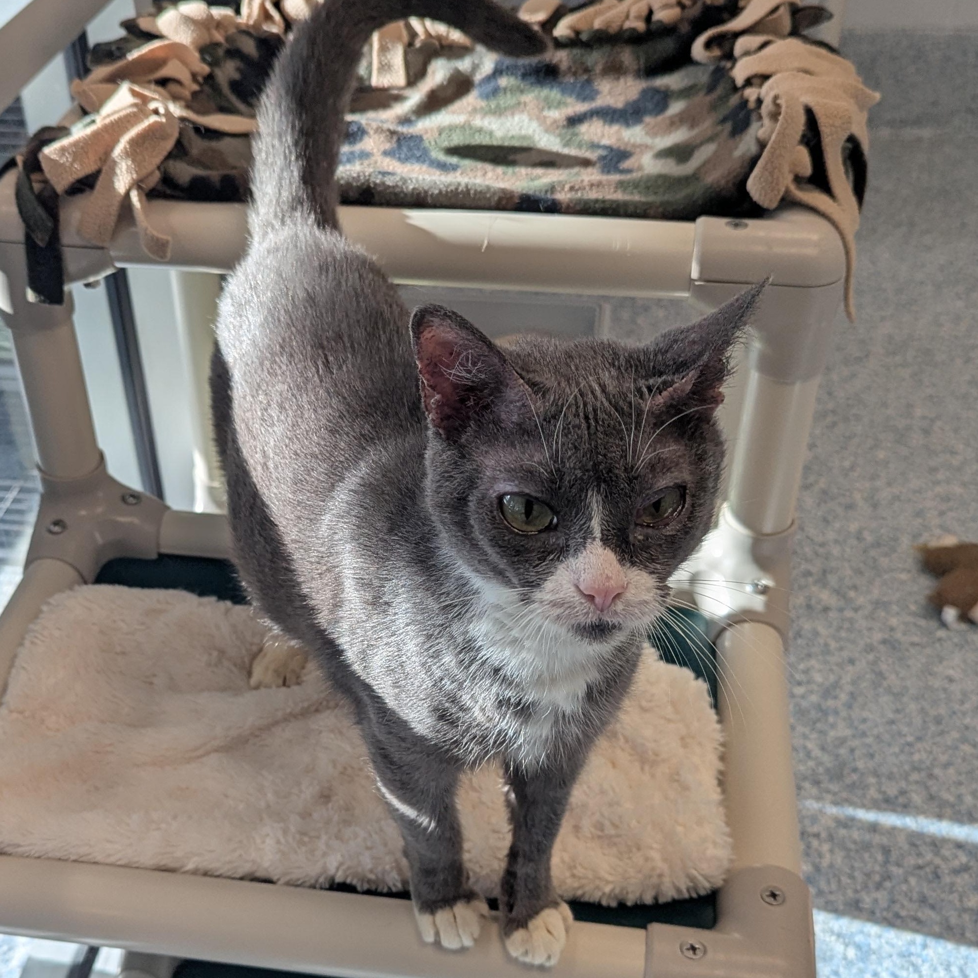 Enlarge Sprinkles, a ADOPTABLE Domestic Short Hair in Stafford, VA image 3/3