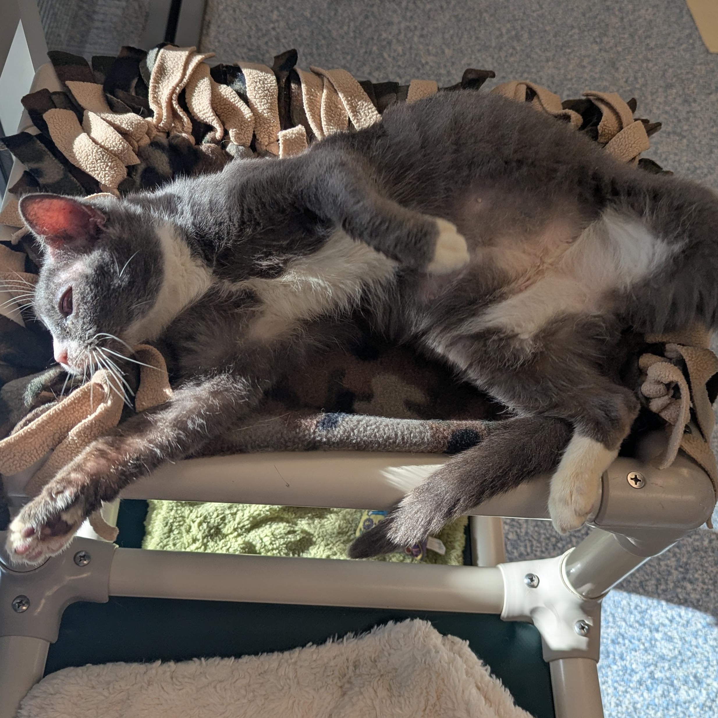Enlarge Sprinkles, a ADOPTABLE Domestic Short Hair in Stafford, VA image 2/3