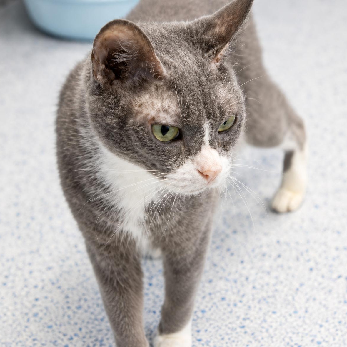 Sprinkles, ADOPTABLE, Adult Female Domestic Short Hair.