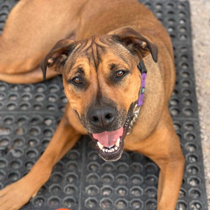 Juju, a Adoptable mixed breed in Marana, AZ image 4/6