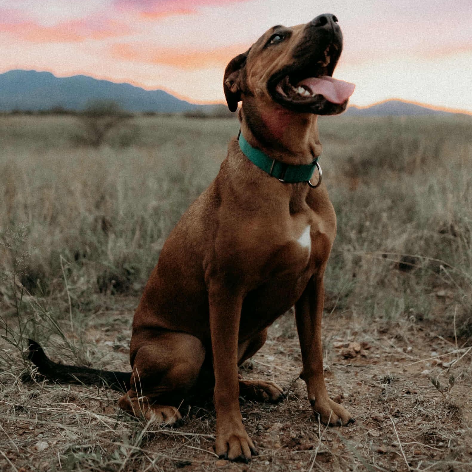 Juju, a Adoptable mixed breed in Marana, AZ image 1/6
