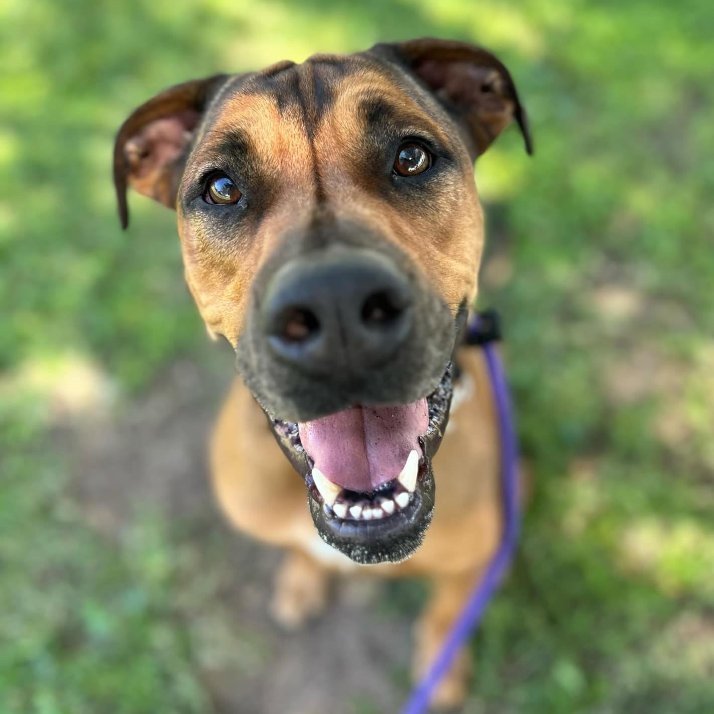 Juju, a Adoptable mixed breed in Marana, AZ image 2/6