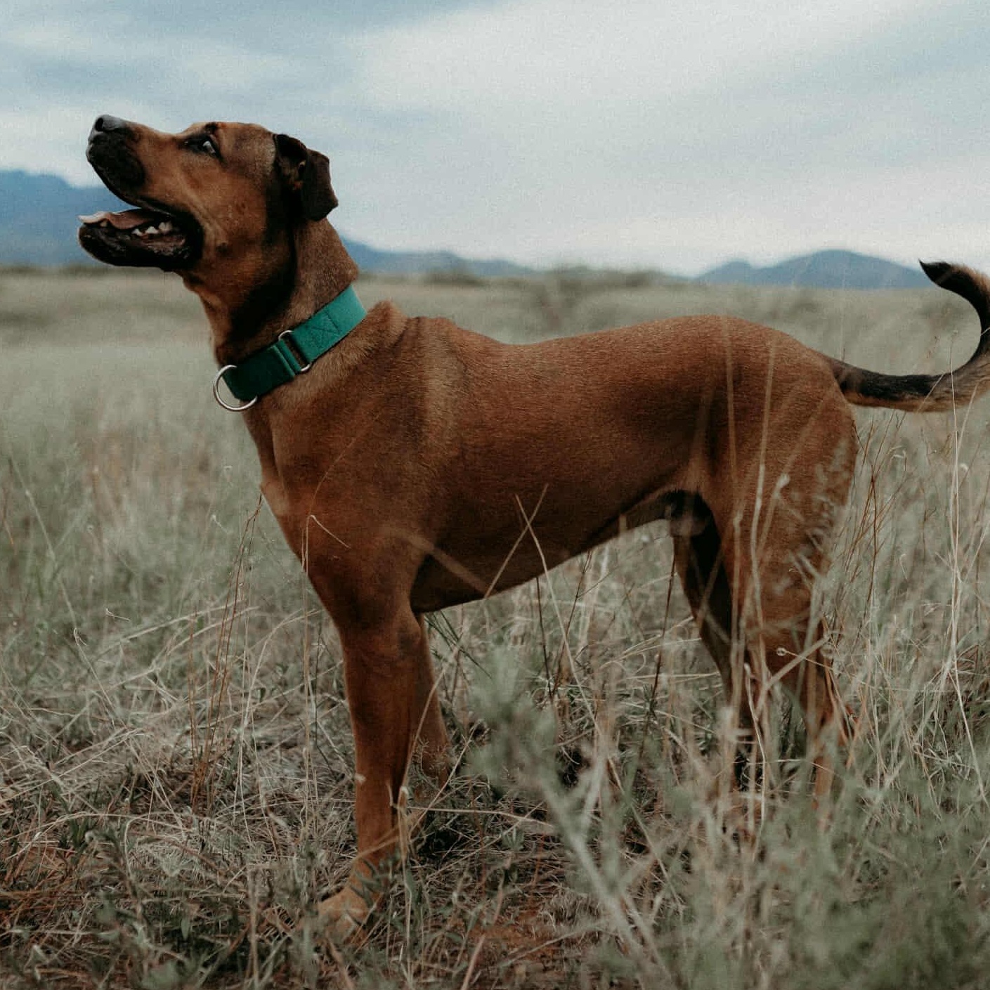 Juju, a Adoptable mixed breed in Marana, AZ image 6/6