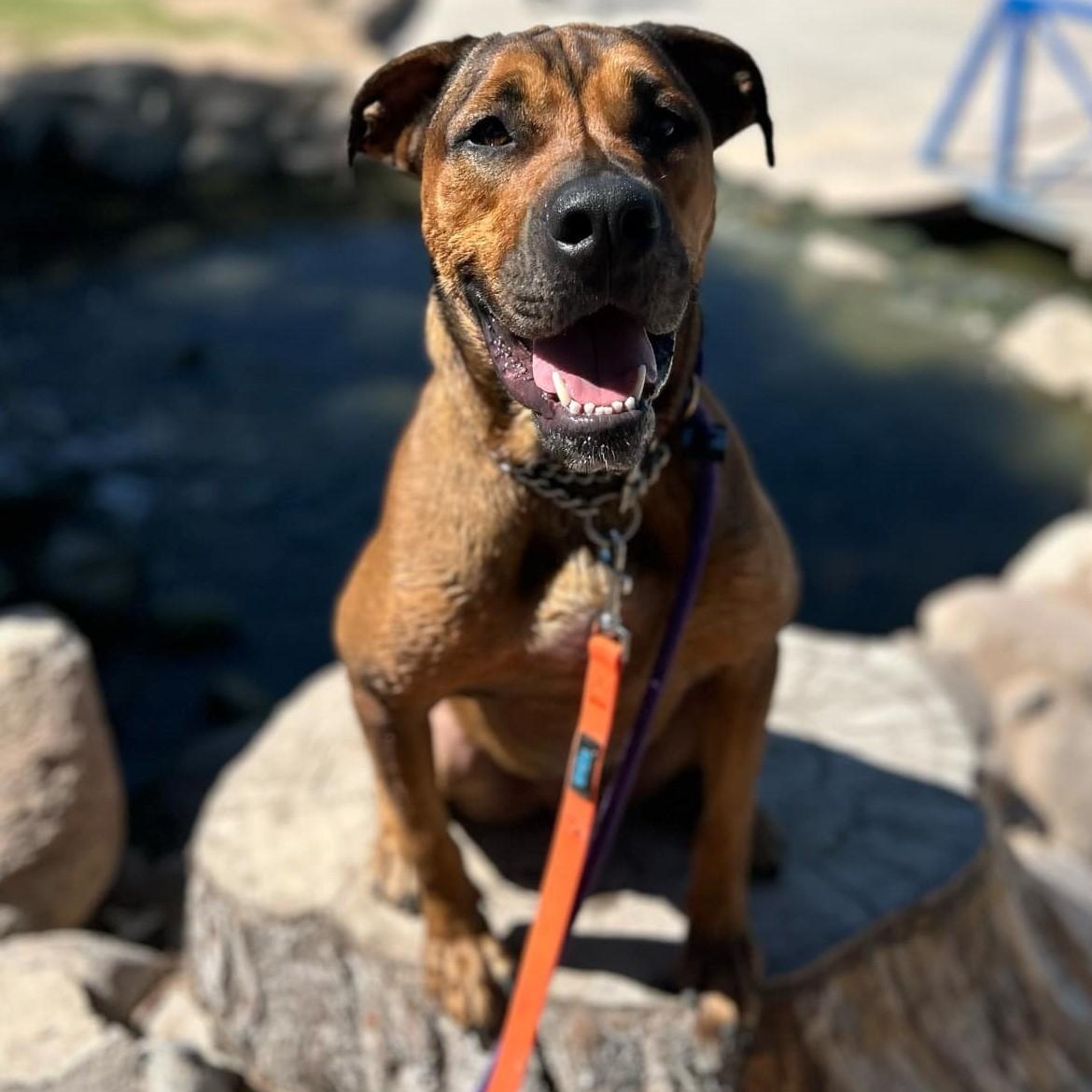 Juju, a Adoptable mixed breed in Marana, AZ image 5/6