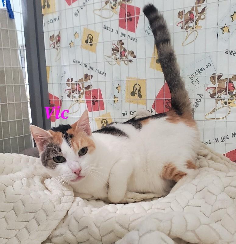 Enlarge Crown Vic, a Adoptable Domestic Short Hair in Diamond Springs, CA image 1/6