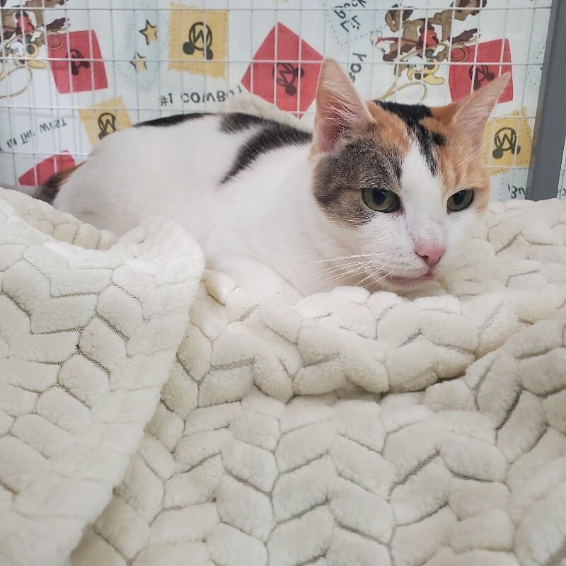 Enlarge Crown Vic, a Adoptable Domestic Short Hair in Diamond Springs, CA image 2/6